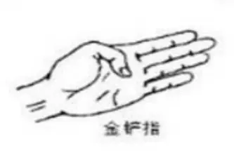 金铲指