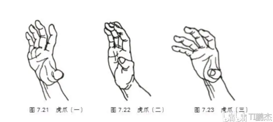 虎爪